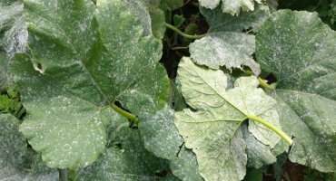 Venkovní ošetření chorob dýní a hubení škůdců